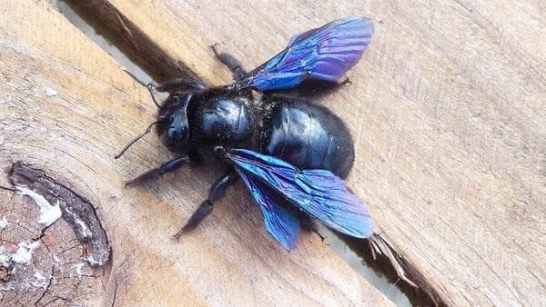 Quando l'apparenza inganna: la Xylocopa violacea e la sua importanza