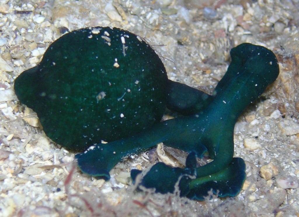 la bonellia, animale dei fondali marini di colore verde che cammina sul fondo dell'oceano