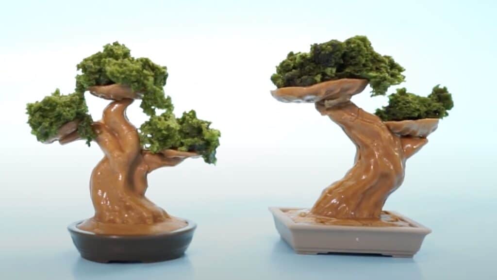 bonsai di cioccolato