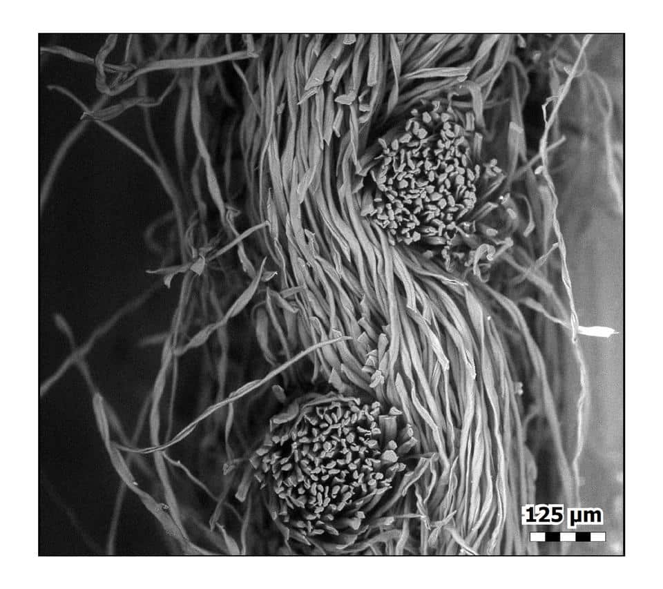 Le maschere filtranti al microscopio: le strabilianti immagini artistiche