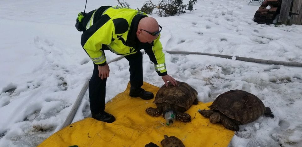 Vigili del fuoco rianimano tartarughe con piccole maschere ad ossigeno