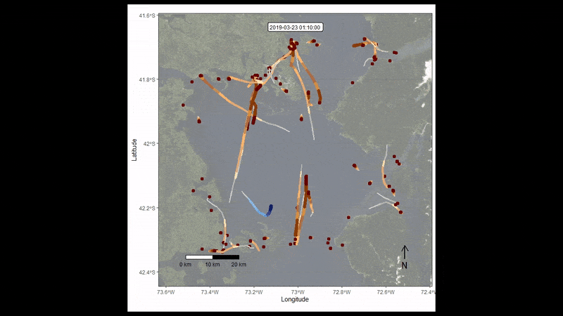 Un'animazione mostra quanto il traffico navale sia pericoloso per le balene