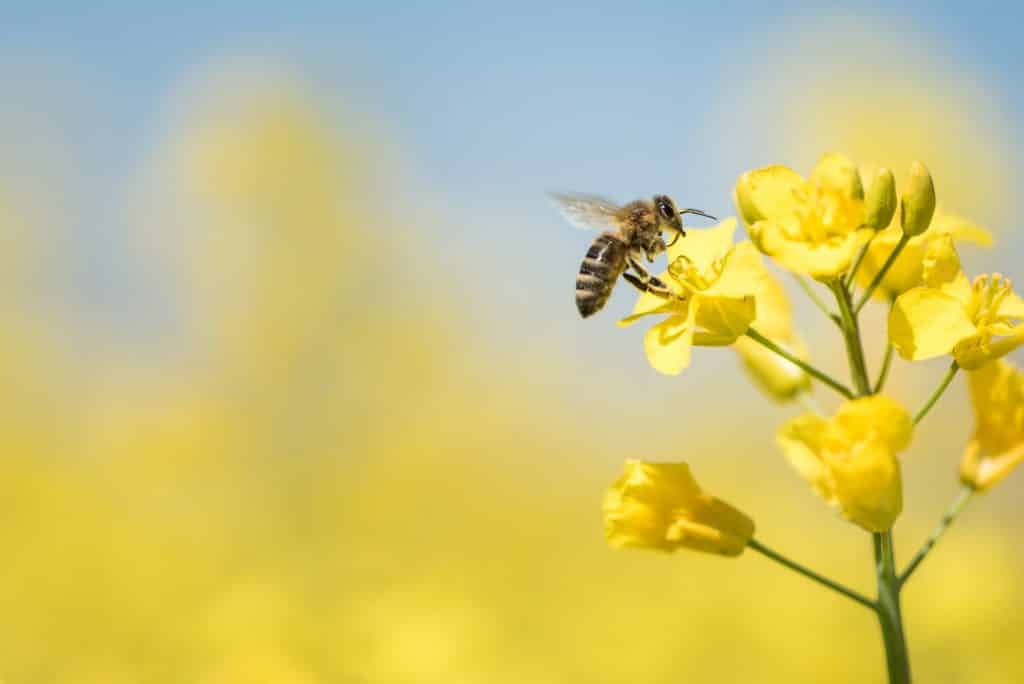 Quando l'apparenza inganna: la Xylocopa violacea e la sua importanza