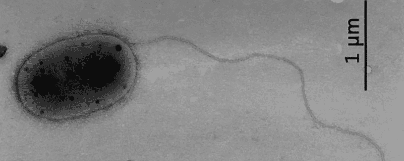 Microbi sconosciuti benefici per le piante scoperti sulla Stazione Spaziale Internazionale