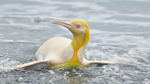 Un escursionista si è imbattuto in un pinguino giallo