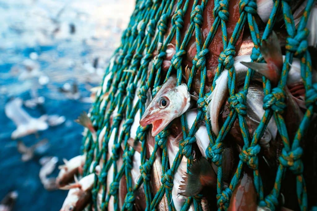Seaspiracy vi aprirà gli occhi sull'orrore della pesca intensiva