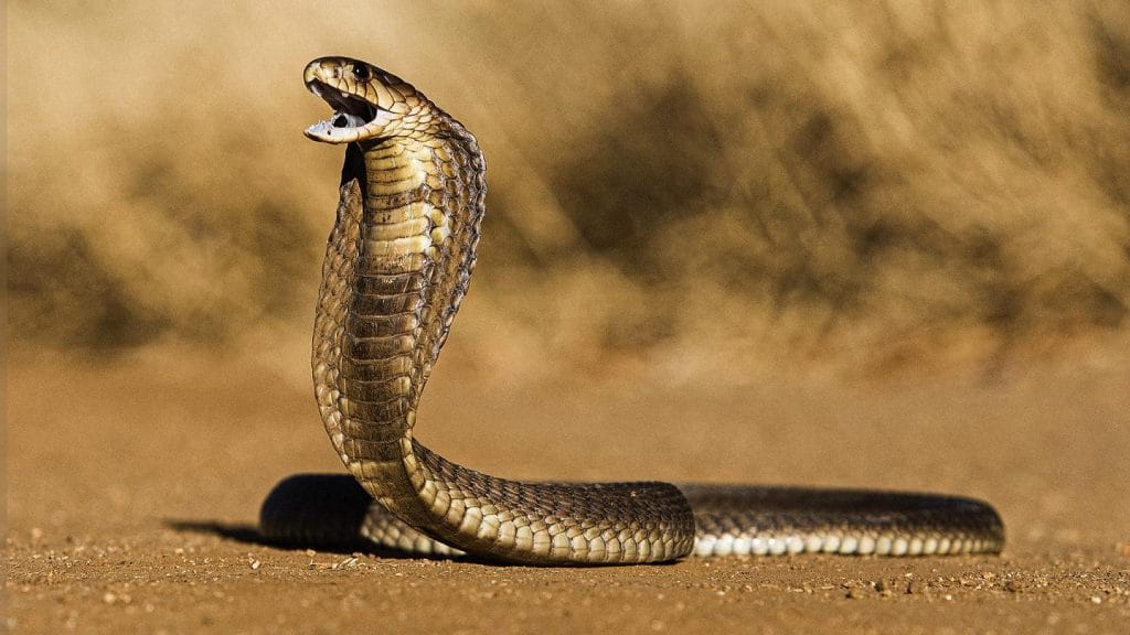Forse l'evoluzione porterà i topi ad avere un morso velenoso