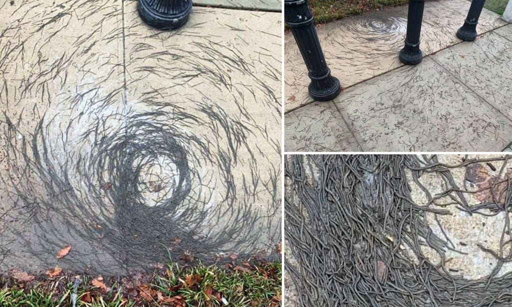 Le piogge portano un orribile tornado di vermi in New Jersey