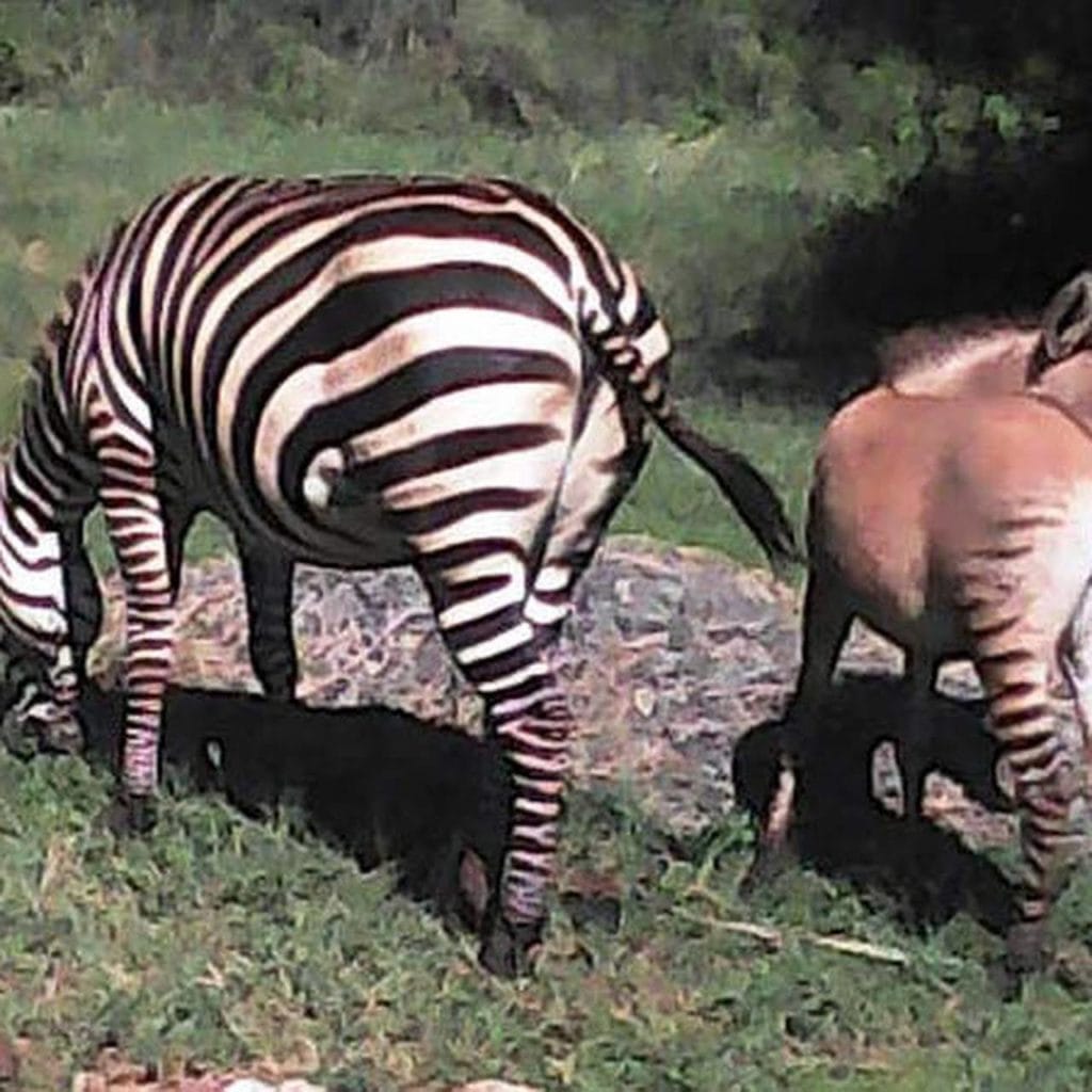 zedonk