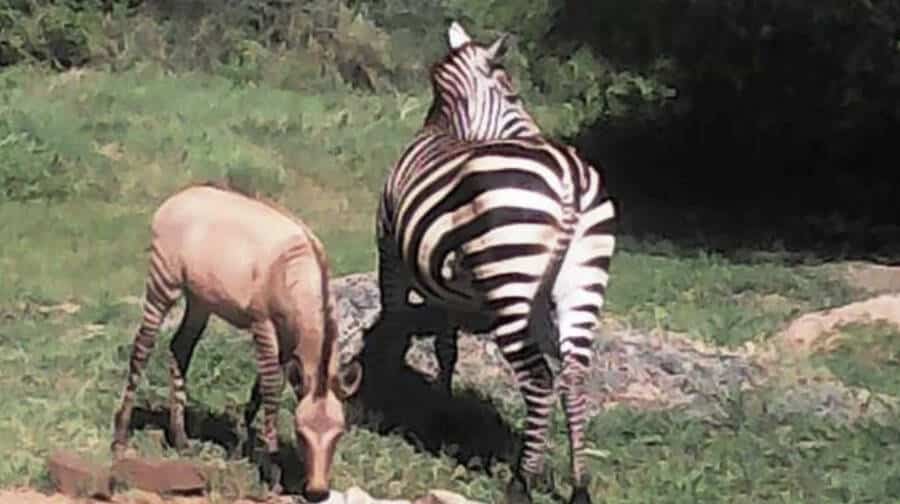 zebrasino